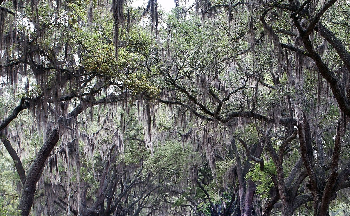 A canopy of live oak branches hung heavy with Spanish moss, closing overhead.