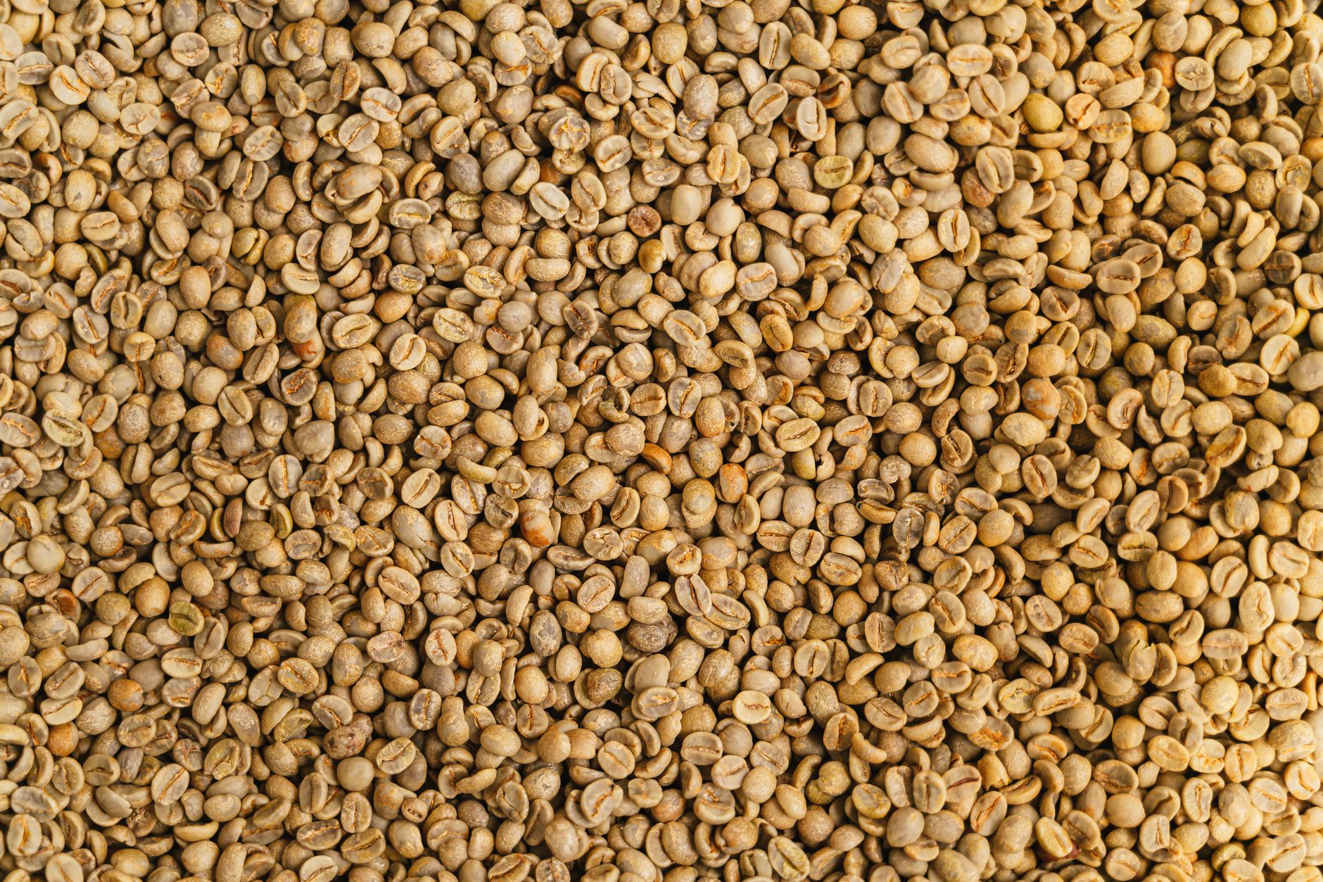 Unroasted coffee beans photographed from directly above, filling the frame, pale and matte with a faint green cast.