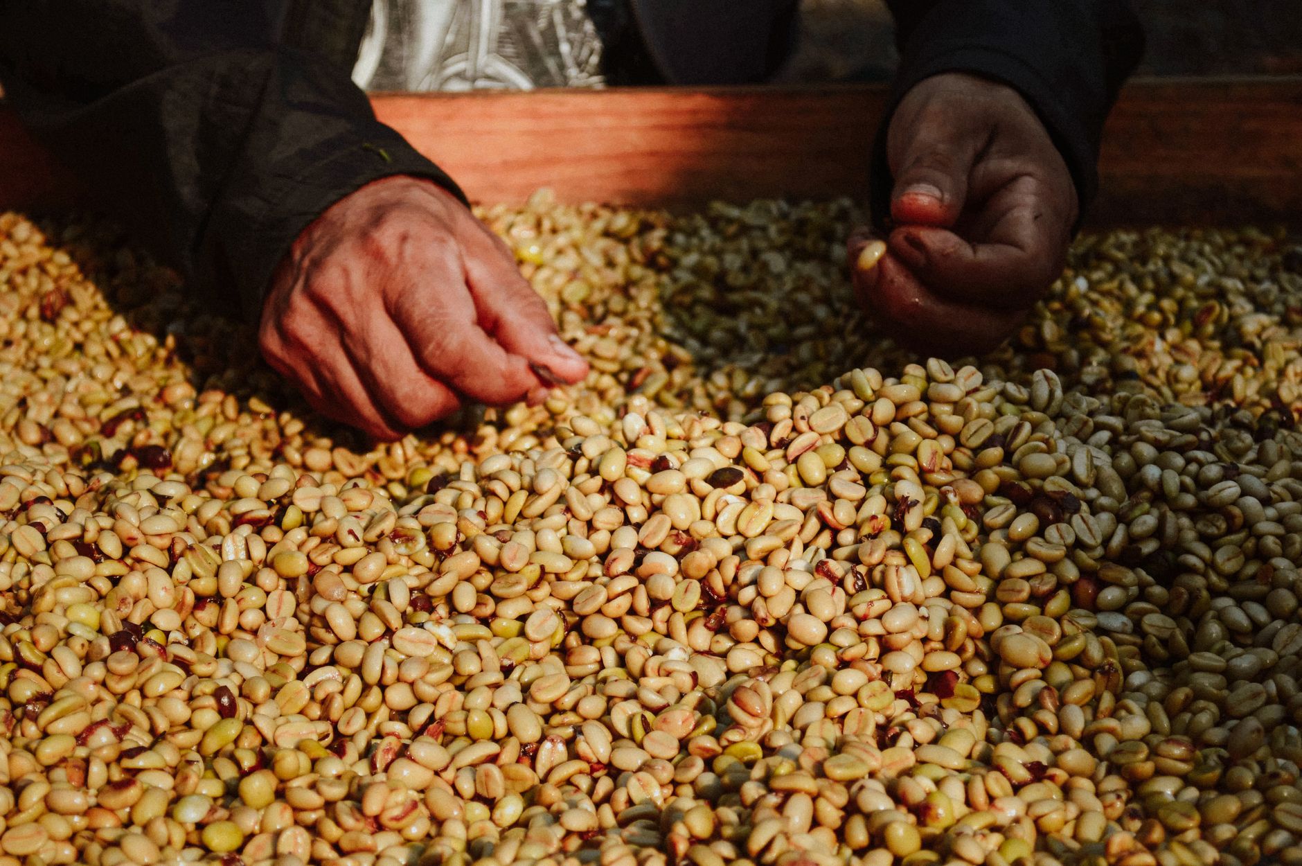 Two pairs of hands sorting coffee over a drying bed: pale parchment-coloured beans on the left, deep green unroasted beans on the right.